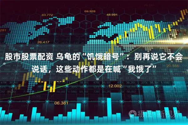 股市股票配资 乌龟的“饥饿暗号”：别再说它不会说话，这些动作都是在喊“我饿了”