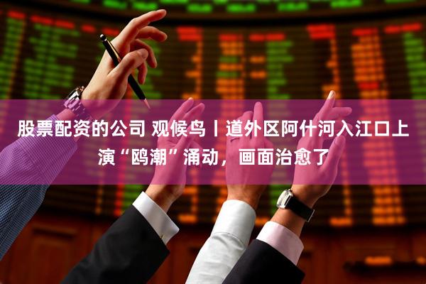 股票配资的公司 观候鸟丨道外区阿什河入江口上演“鸥潮”涌动，画面治愈了